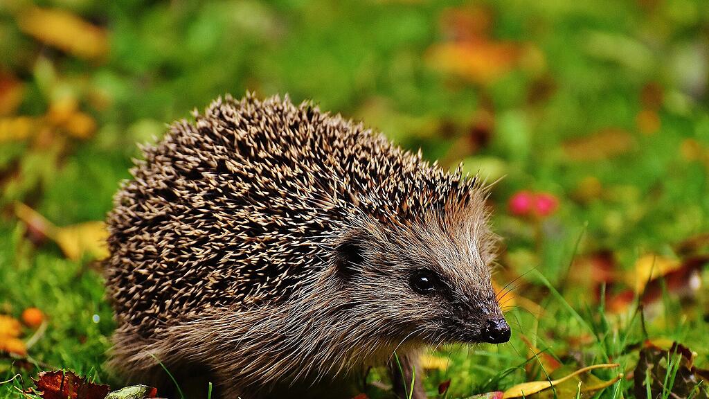hedgehog-child-1759006_1920.jpg