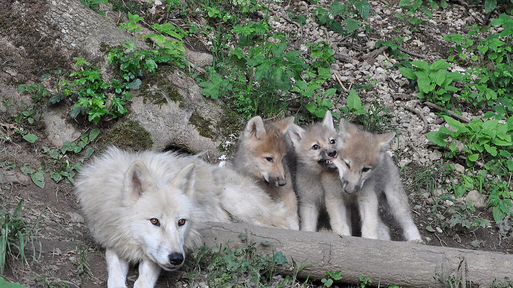 Polarwölfe, Zoo Salzburg, Tierbabys