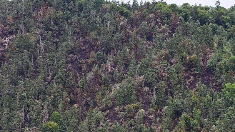 Waldbrand unter Kontrolle