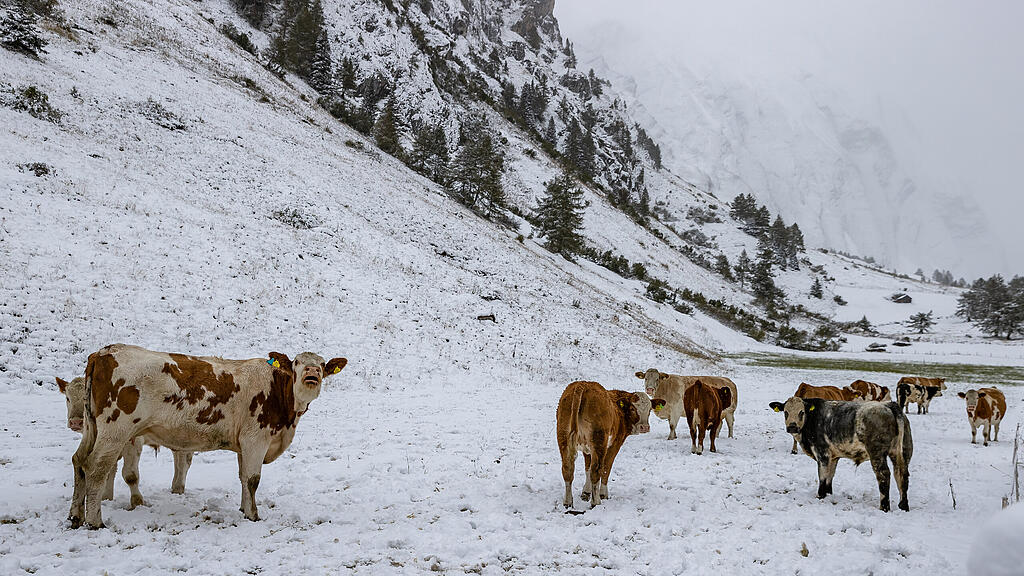 Wintereinbruch: Neuschnee in Tirol, Schnee,