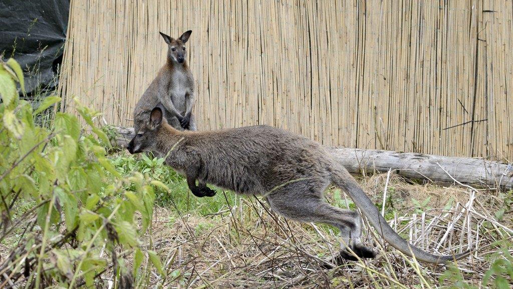 Die beeindruckendsten Tierbilder KW 26