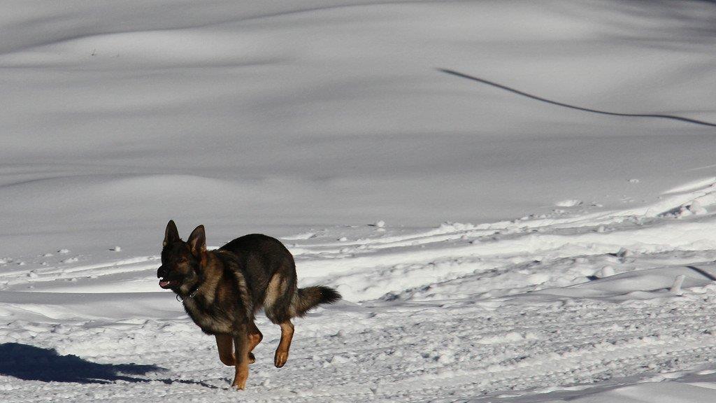 Superhunde im Einsatz