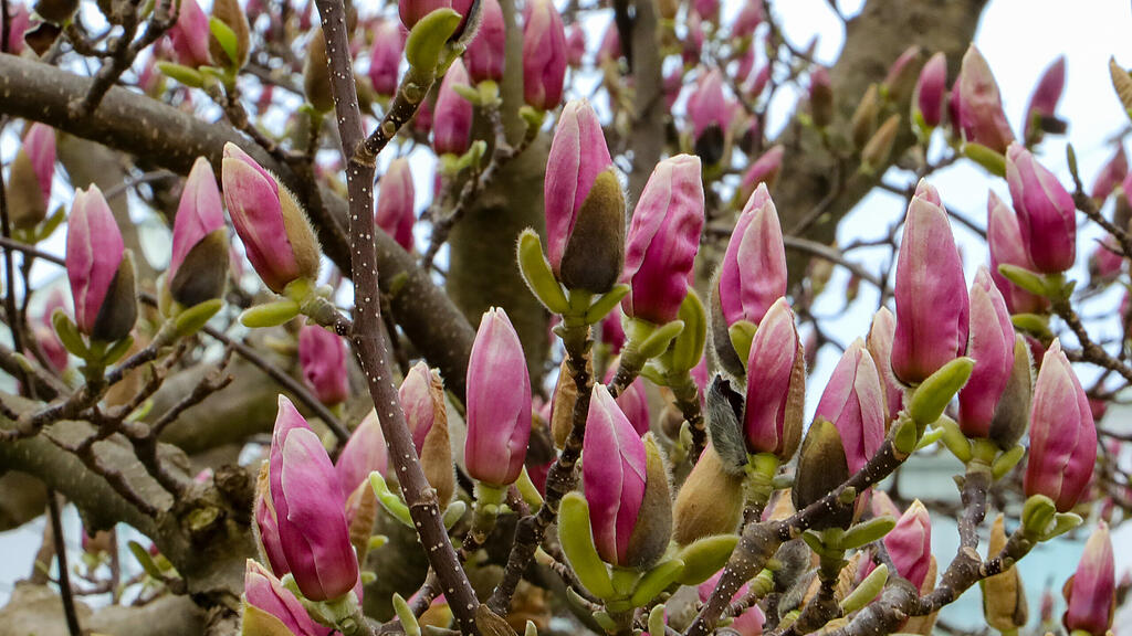 Magnolienbäume am Makartplatz