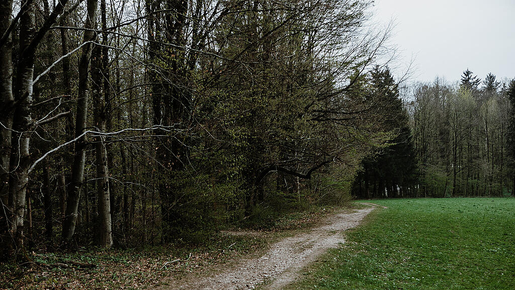 Wald, Aigen, SB