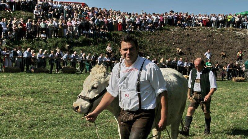 Ochsenrennen in Surheim