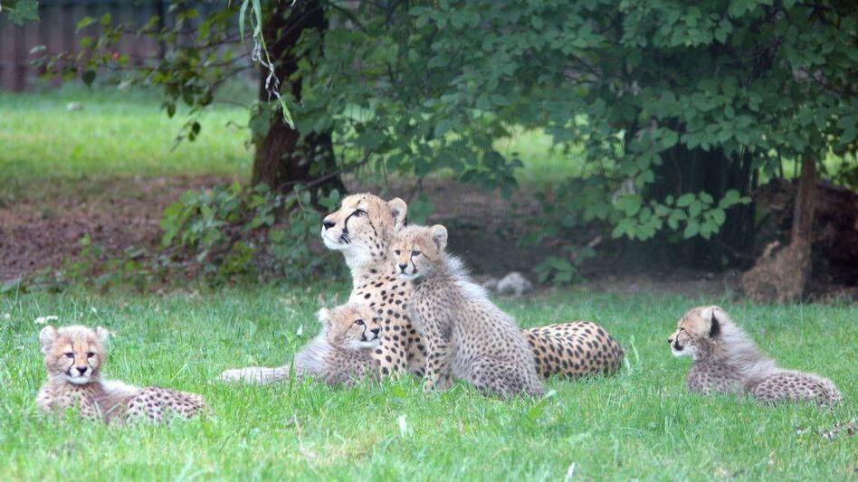 Gepardennachwuchs erkundet Zoo