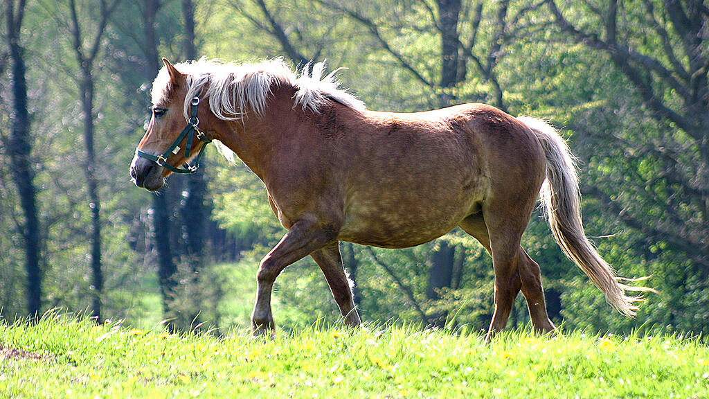 Pferd Unfall Tirol