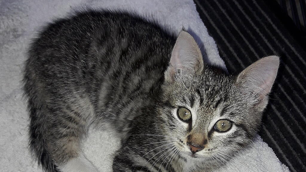 ÖAMTC retet Katze