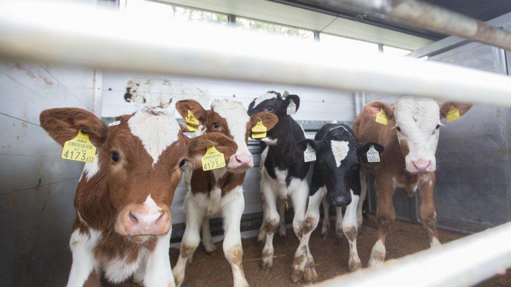 Tiertransporte kontrolliert