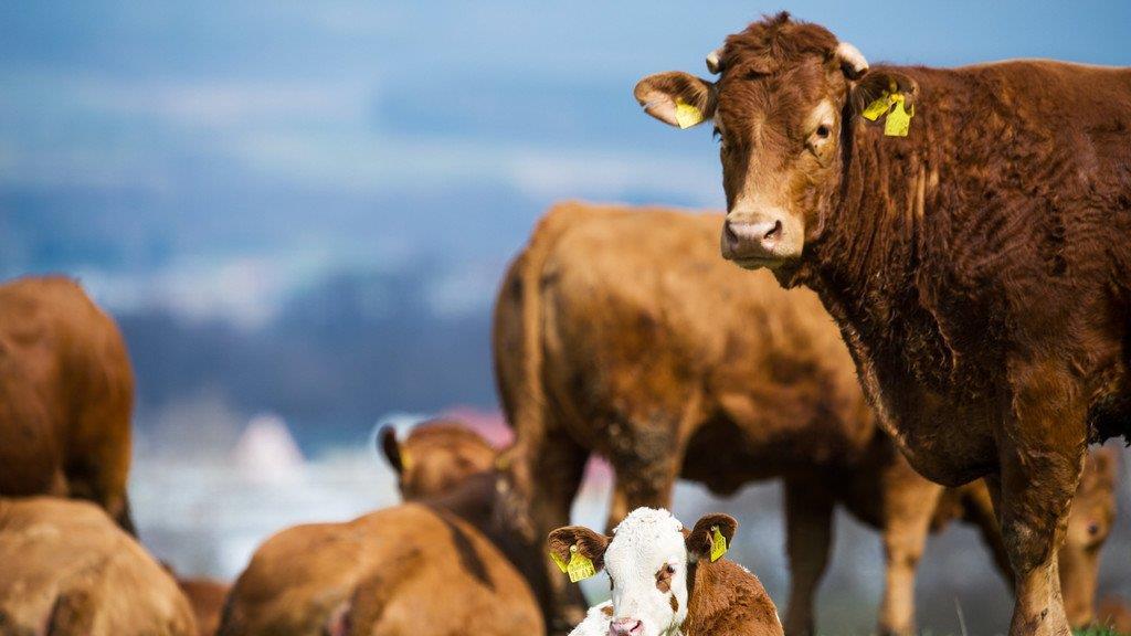 Die beeindruckensten Tierbilder KW 17
