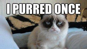 Tard, the grumpy cat: Die besten Memes