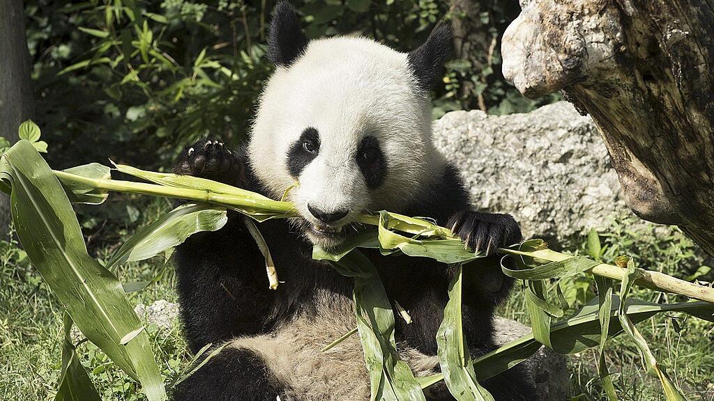 Fu Hu (Bild) und Fu Long wurden bei den Giant Panda Zoo Awards ausgezeichnet.