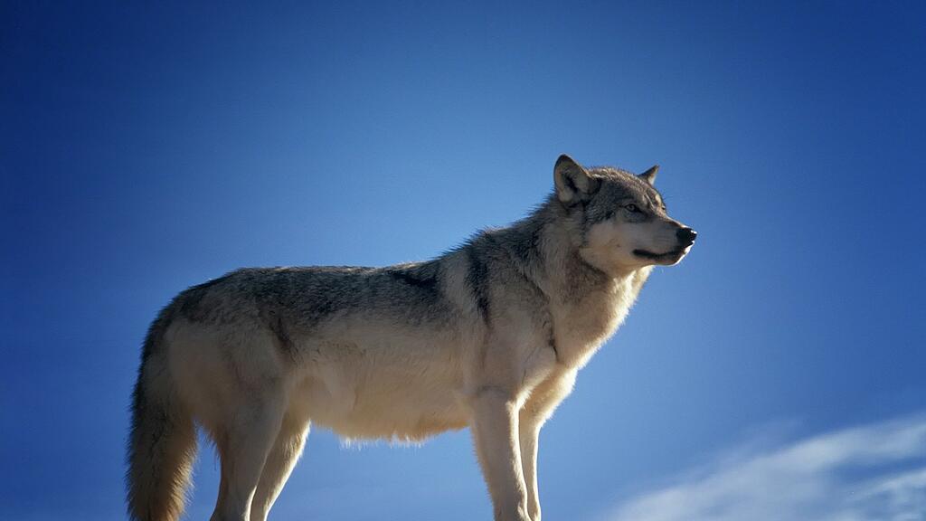 wolf