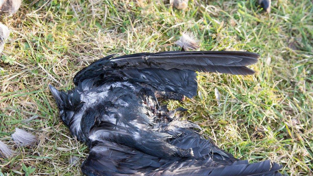 Tierkadaver in Eugendorf, II