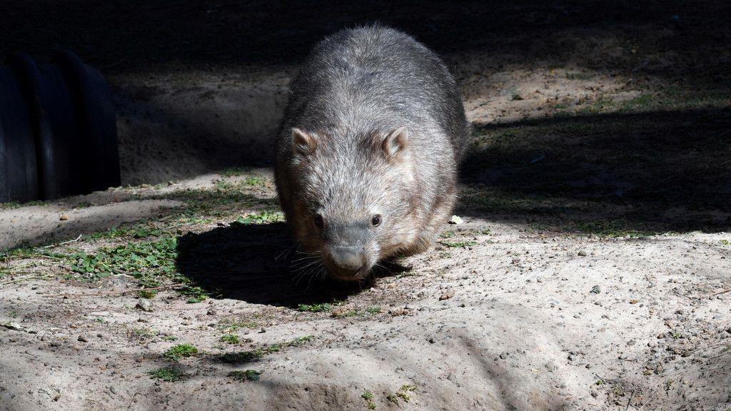 Häftlinge kümmern sich um Tiere