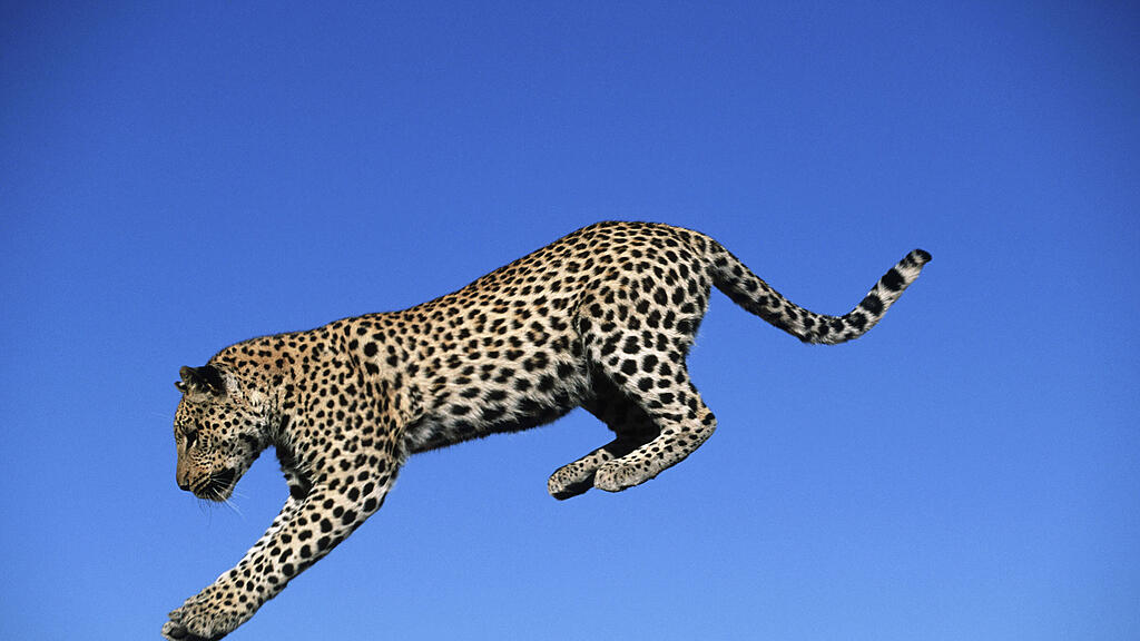 Indischer Leopard