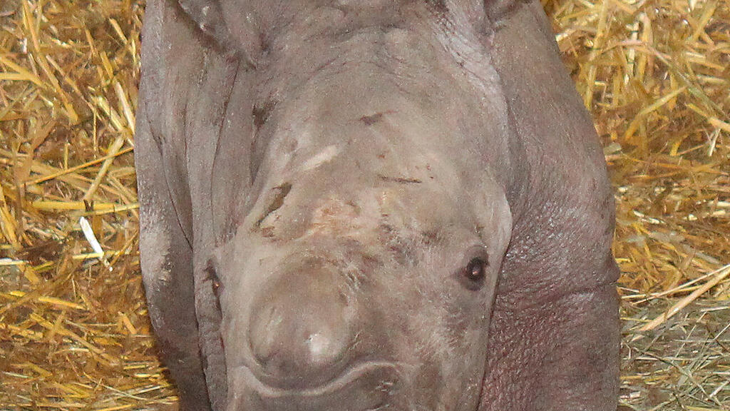 Nashorn, Zoo