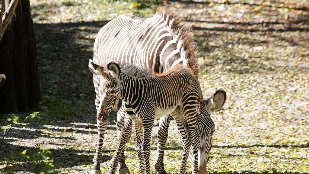 Grevy Zebra_Fohlen_c_ZooSBG (7) lowres.jpg