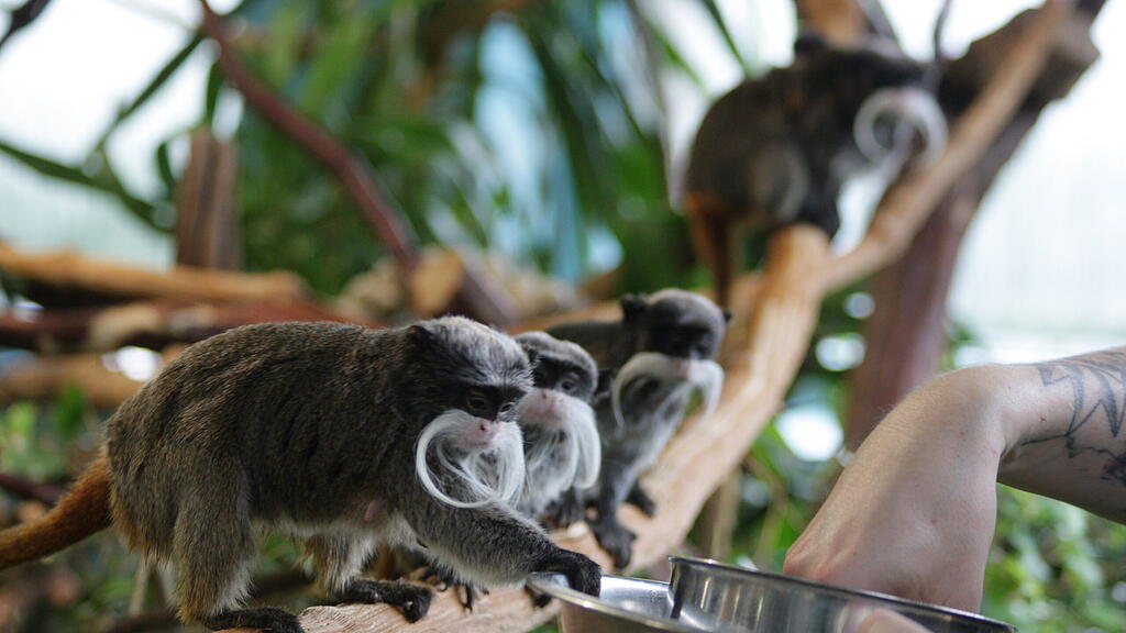 Kaiserschnurrbarttamarin Salzburg Zoo