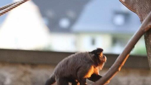 Bilder vom Nachtzoo