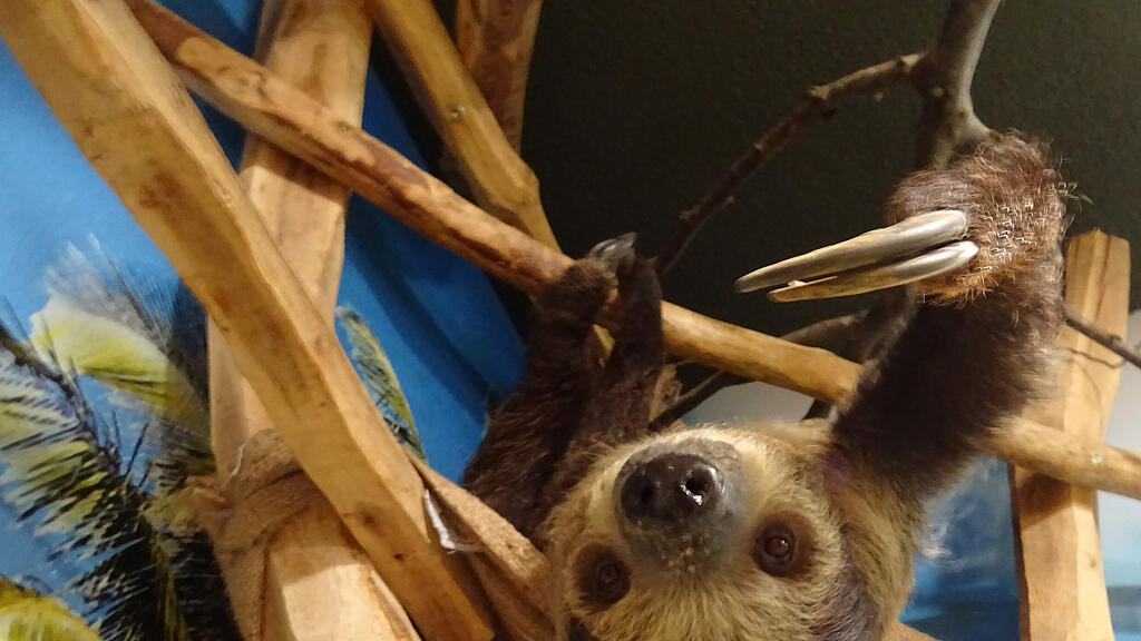 Gibbon