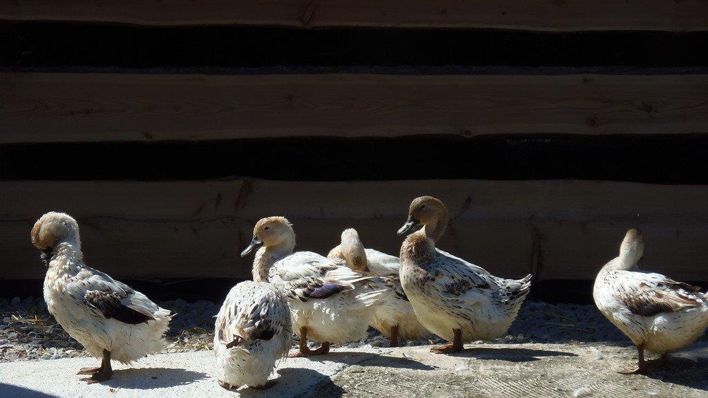 Impressionen der Tiere