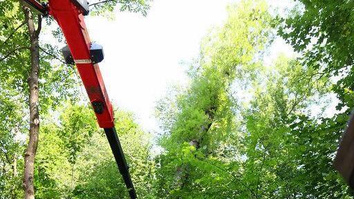 Eschensterben: Baumpflege in der Josefiau