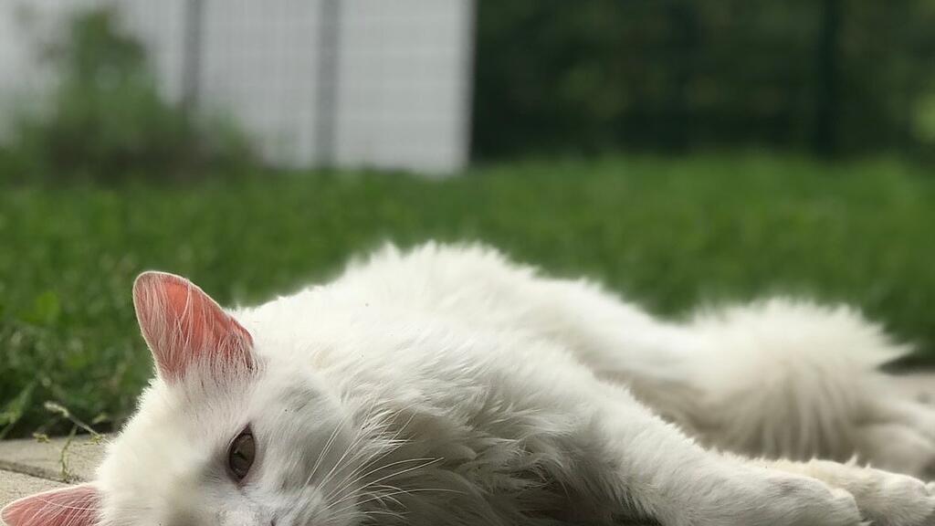 Weltkatzentag 2025