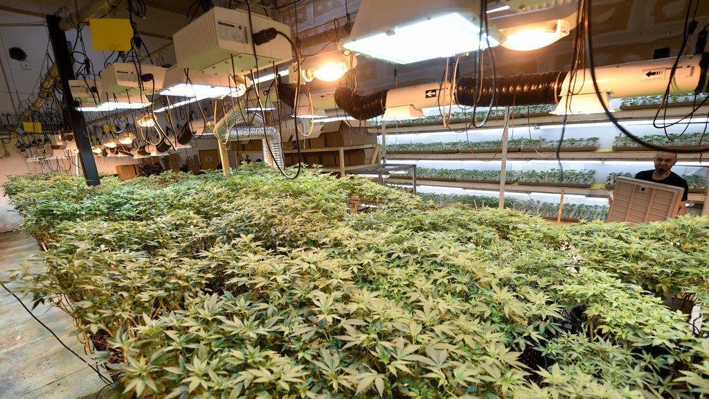 Legale Cannabiszucht