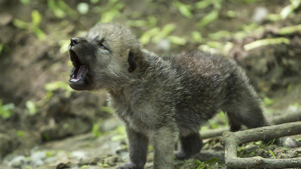 Nachwuchs: Arktische Wölfe in Schönbrunn haben fünf Babys