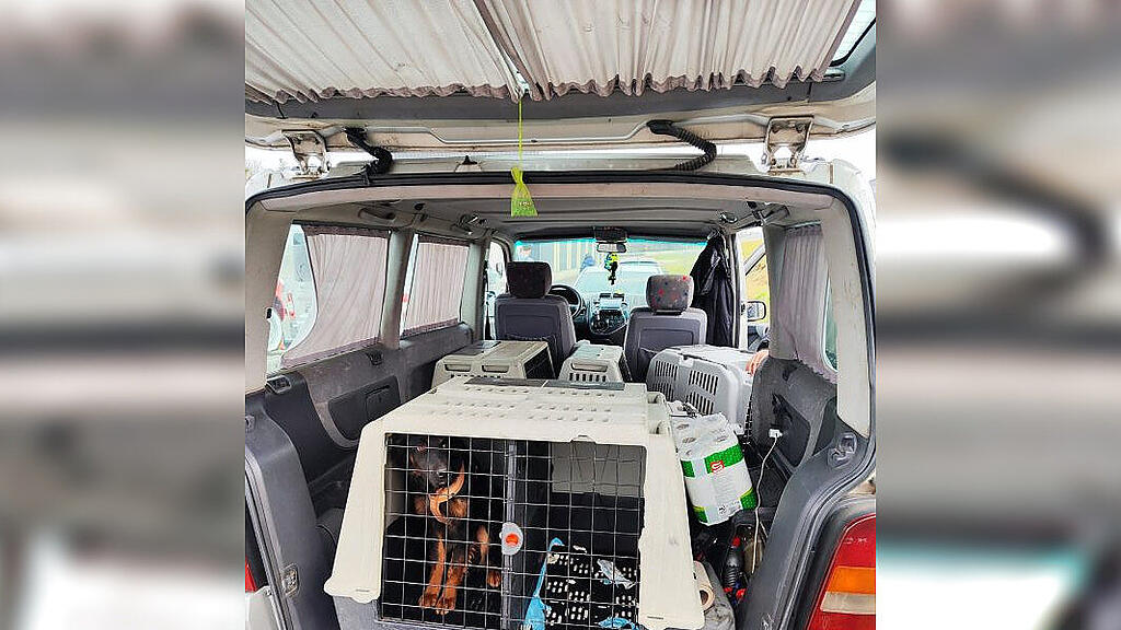 Hundetransport