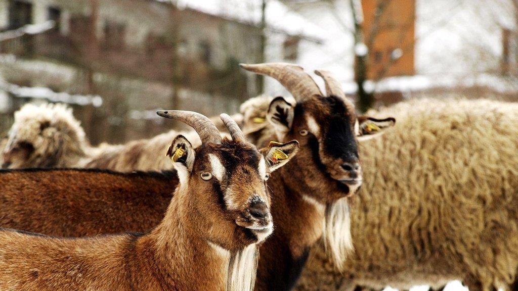 Winterspaziergang am Mondsee