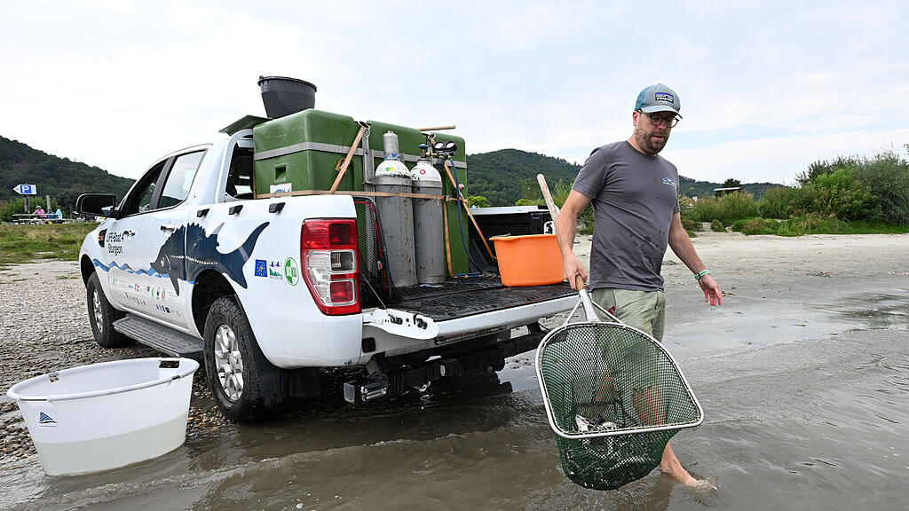 300.000 Störe in der Donau ausgewildert