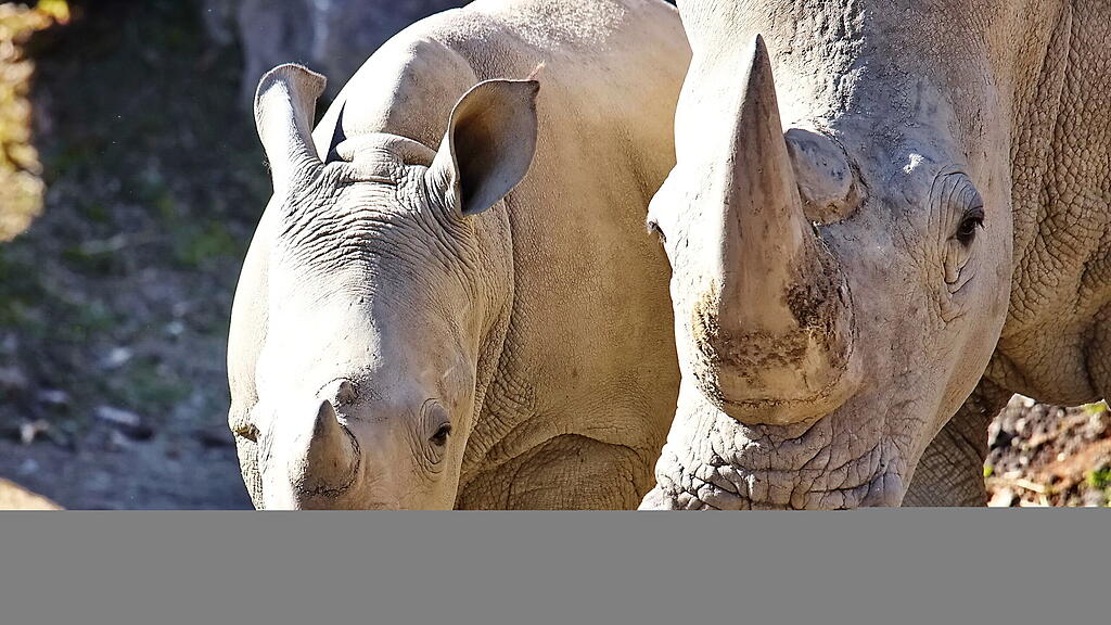 Andrang auf Zoo Hellbrunn