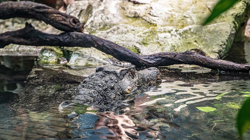 Frühlingserwachen im Zoo