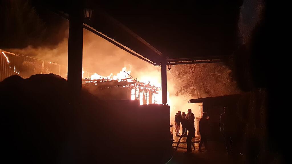 Pferde tot Brand NÖ