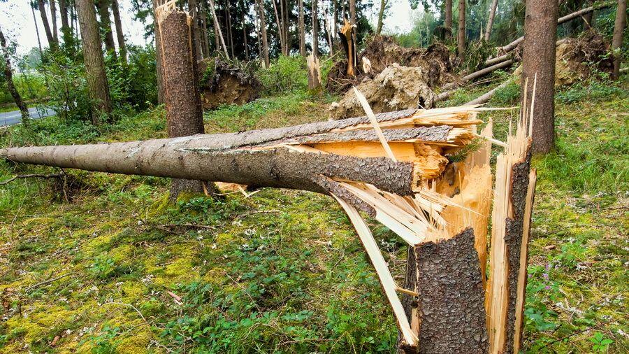 Ein 33-Jähriger wurde durch den Baum verletzt (Symbolbild).