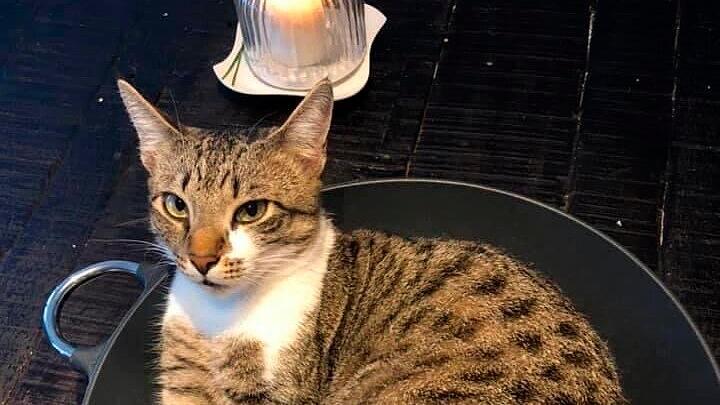 Katze Mia