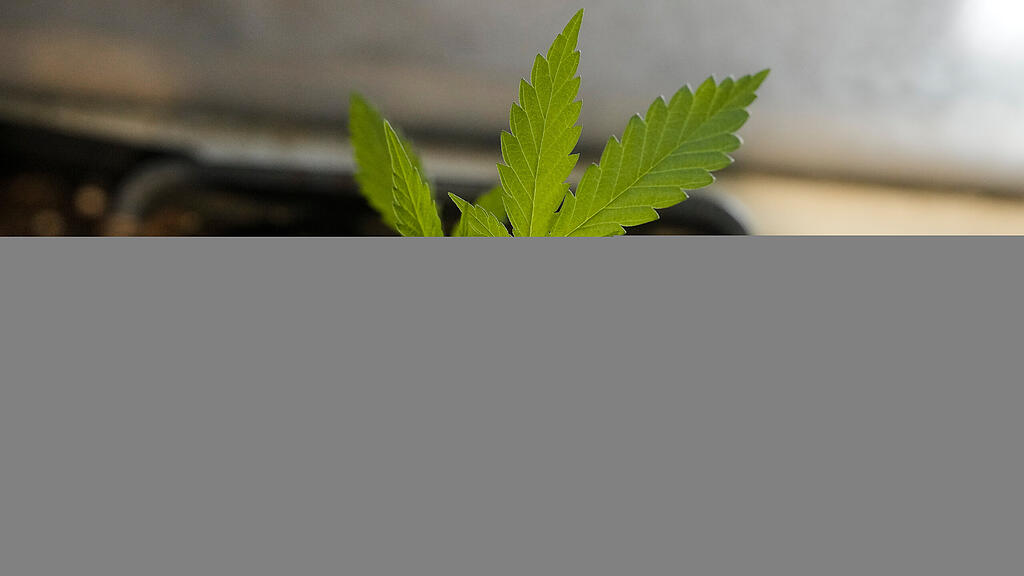 symb_cannabis, symb_Marihuana,