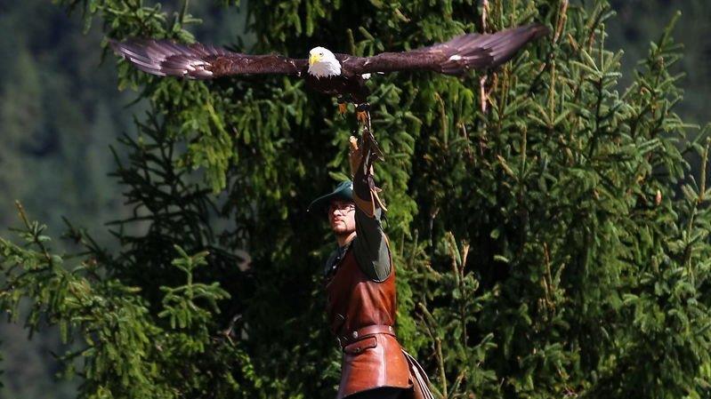 Falkenshow auf Burg Hohenwerfen