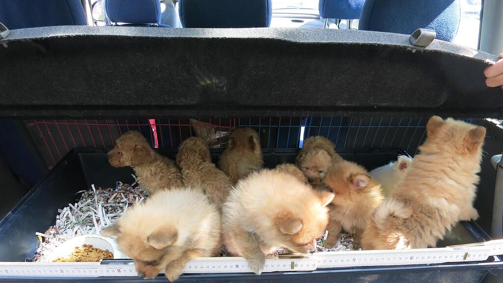 23 Welpen wurden in einem Kofferraum in der Steiermark gefunden.