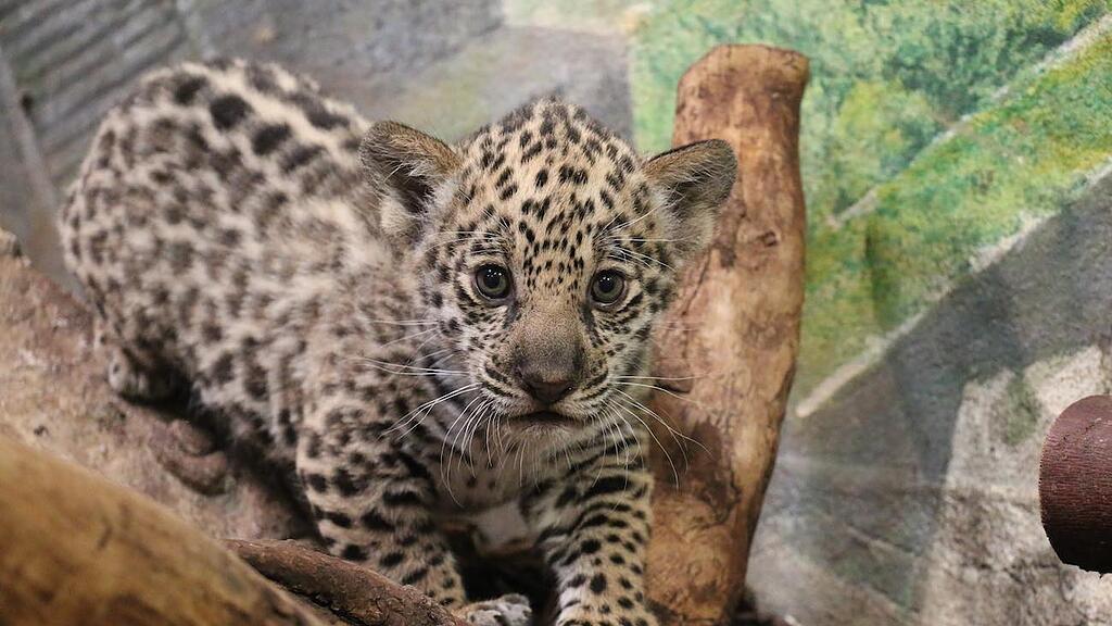 zoo salzburg jaguar