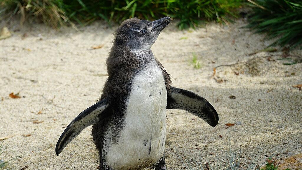 Pinguinküken im Zoo Salzburg