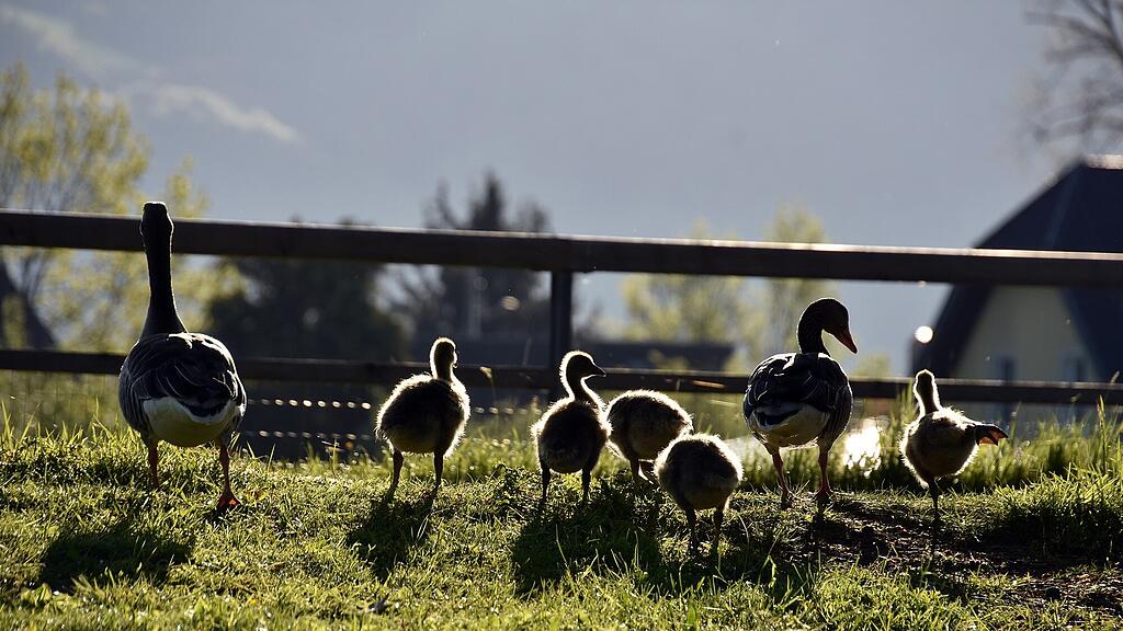 Enten Leopoldskron