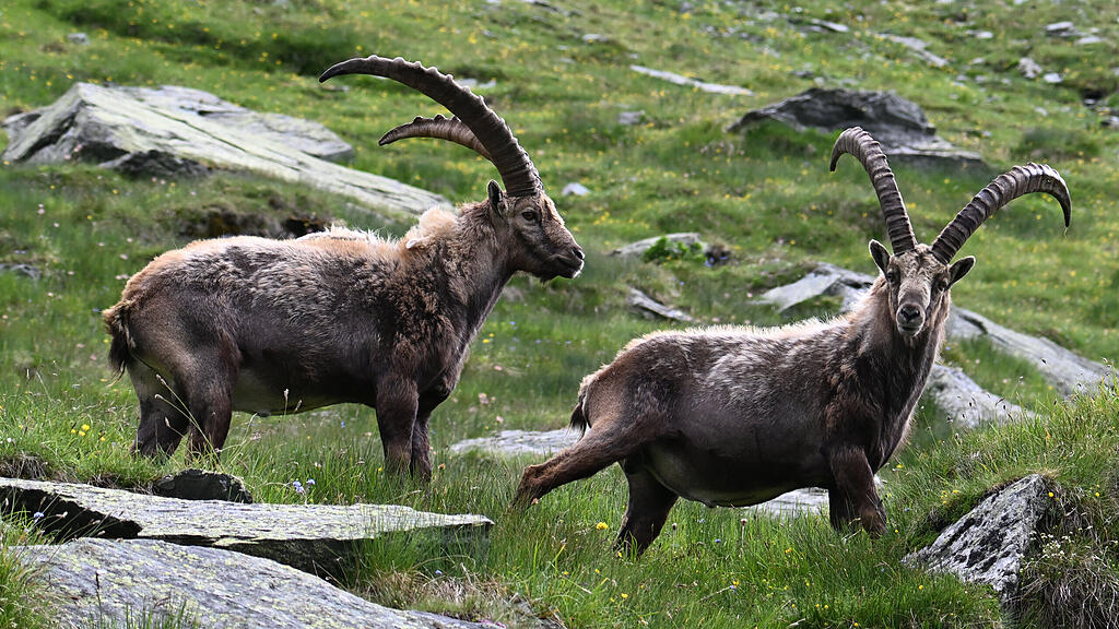 Steinbock