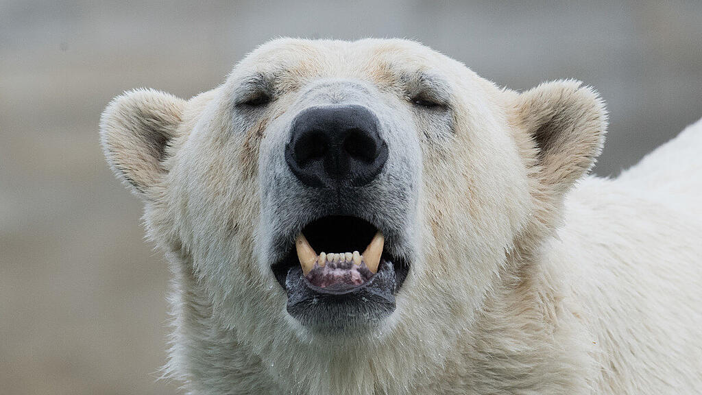In den vergangenen Tage seien keine Eisbären mehr gesichtet worden