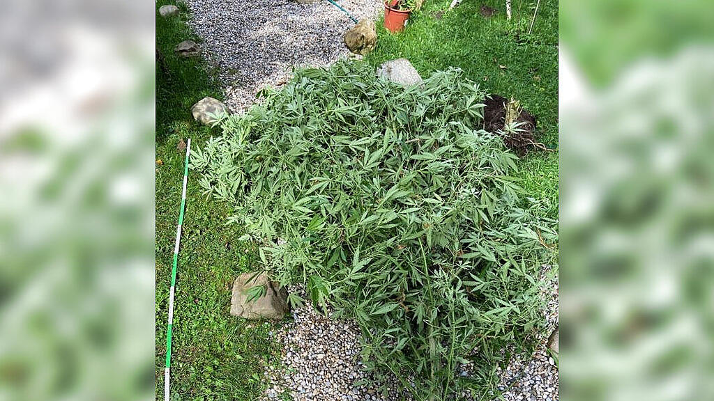 Cannabis_Freilassing
