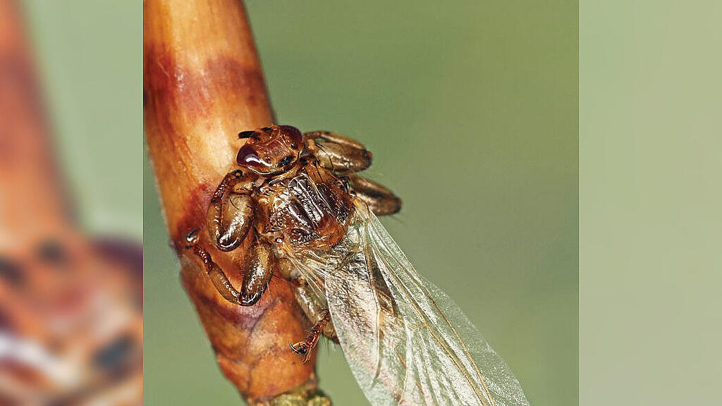 hirschlausfliege