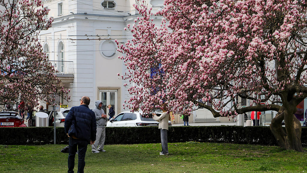 Magnolienbäume am Makartplatz