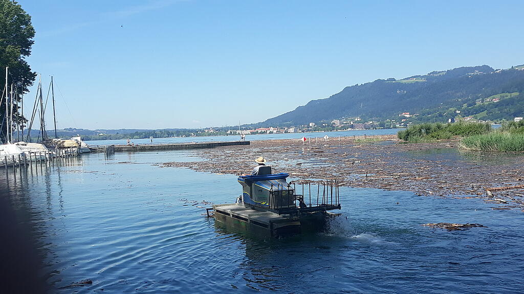 Treibholz, Rhein, Bodensee, Vorarlberg